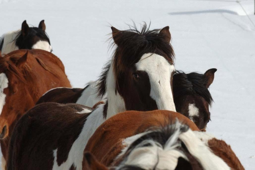 Espi-Stables Ferienhof Esterhammer Liebenau  Екстер'єр фото